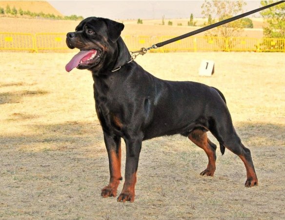 Jeronimo De la Corte Canina 